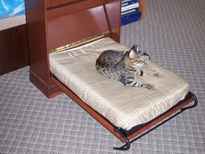 Traditional Style Murphy Bed Pet Bed shown in Cinnamon on Maple with Hidden Leg